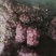 山东洋葱，精品紫皮洋葱大量上市，货源充足，价格便宜。