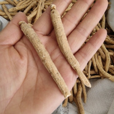 西洋参个长支西洋参个纯干西洋参花旗参包邮