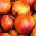 秦皇岛卢龙县48油桃金辉油桃大量上市，口感脆甜耐运输。