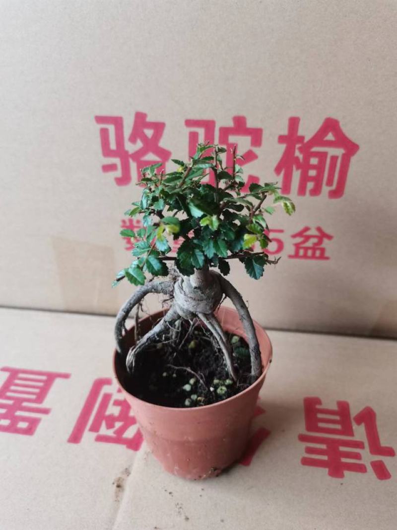 榆树基地直销精品盆栽全国一件代发物美价廉产品好服务好90