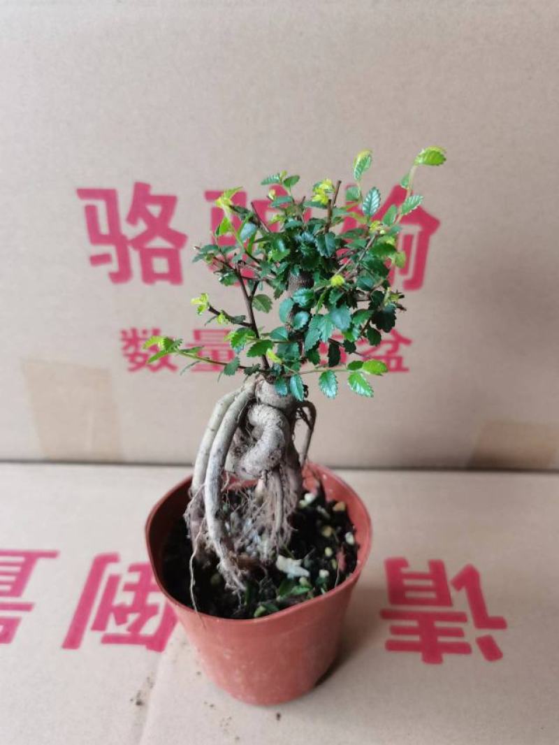 榆树基地直销精品盆栽全国一件代发物美价廉产品好服务好90