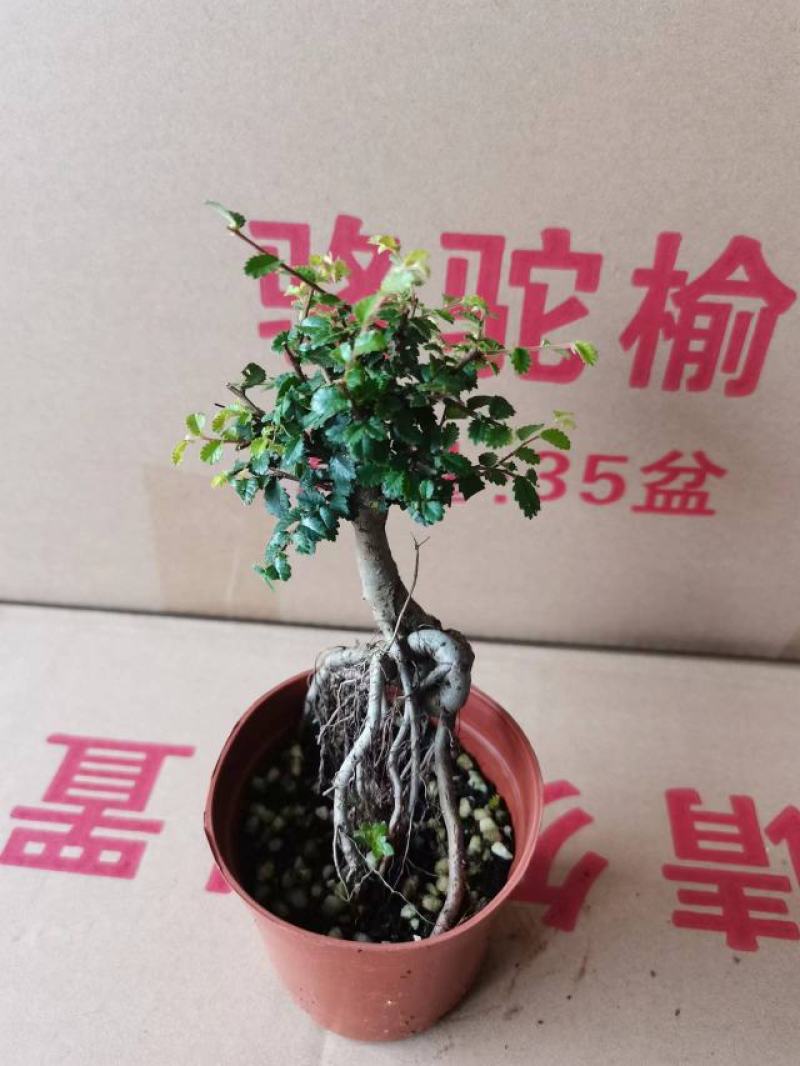 榆树基地直销精品盆栽全国一件代发物美价廉产品好服务好90