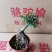 榆树基地直销精品盆栽全国一件代发物美价廉产品好服务好90