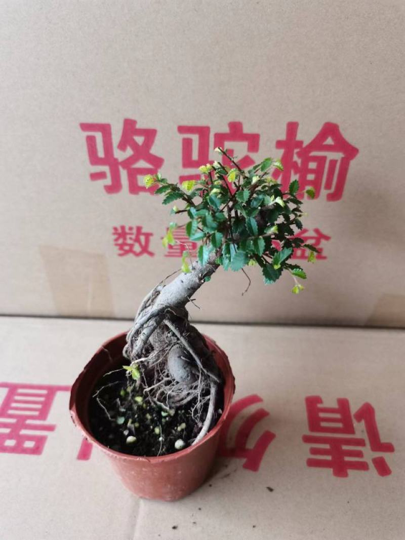 榆树基地直销精品盆栽全国一件代发物美价廉产品好服务好90