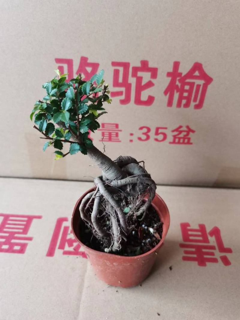 榆树基地直销精品盆栽全国一件代发物美价廉产品好服务好90