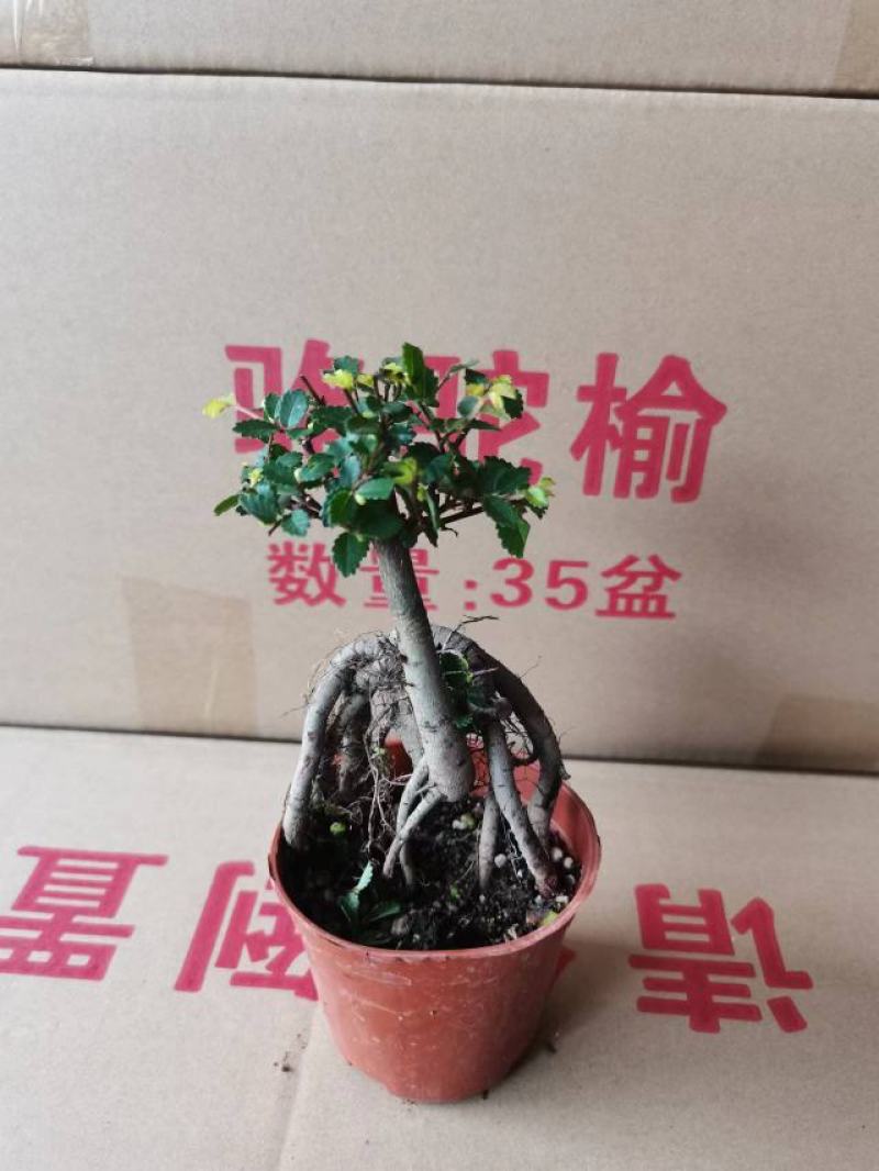 榆树基地直销精品盆栽全国一件代发物美价廉产品好服务好90