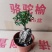 榆树基地直销精品盆栽全国一件代发物美价廉产品好服务好90