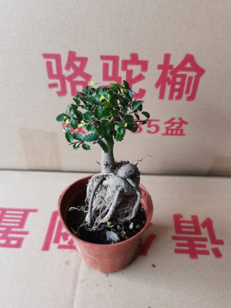 榆树基地直销精品盆栽全国一件代发物美价廉产品好服务好90