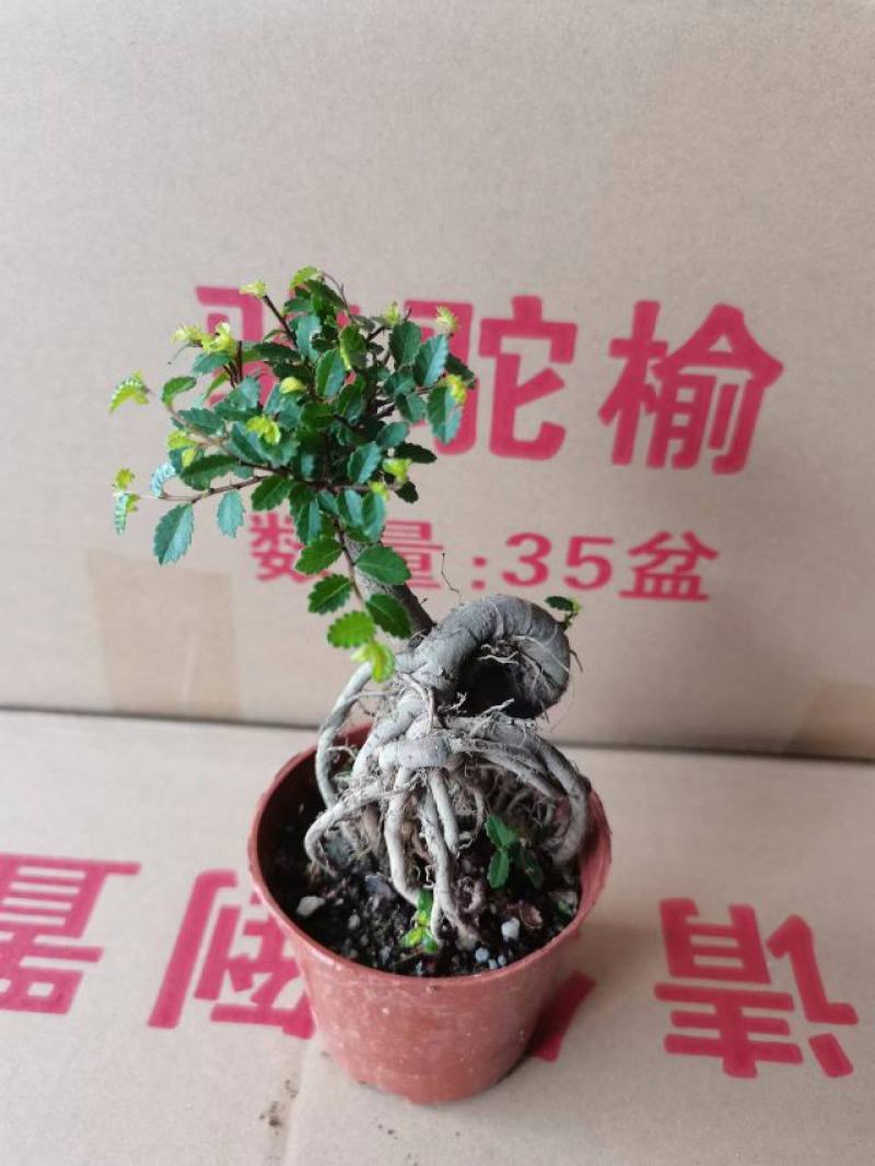 榆树基地直销精品盆栽全国一件代发物美价廉产品好服务好90