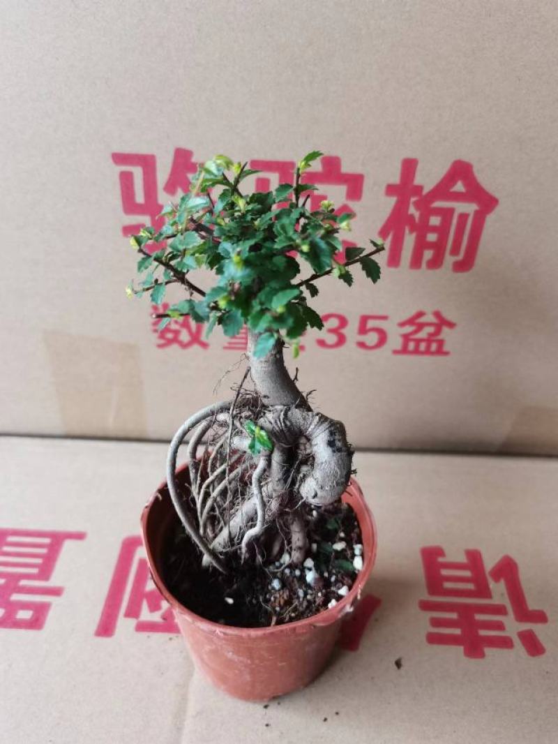 榆树基地直销精品盆栽全国一件代发物美价廉产品好服务好90