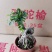 榆树基地直销精品盆栽全国一件代发物美价廉产品好服务好90