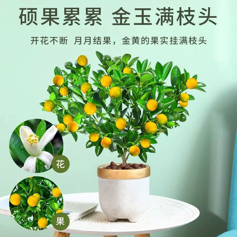 四季桔盆栽带果金桔朱砂桔橘子客厅阳台办公室好寓意招财好养