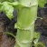 甘肃莴笋青皮莴笋红叶香莴苣定西莴笋现砍现发产地直发应季菜