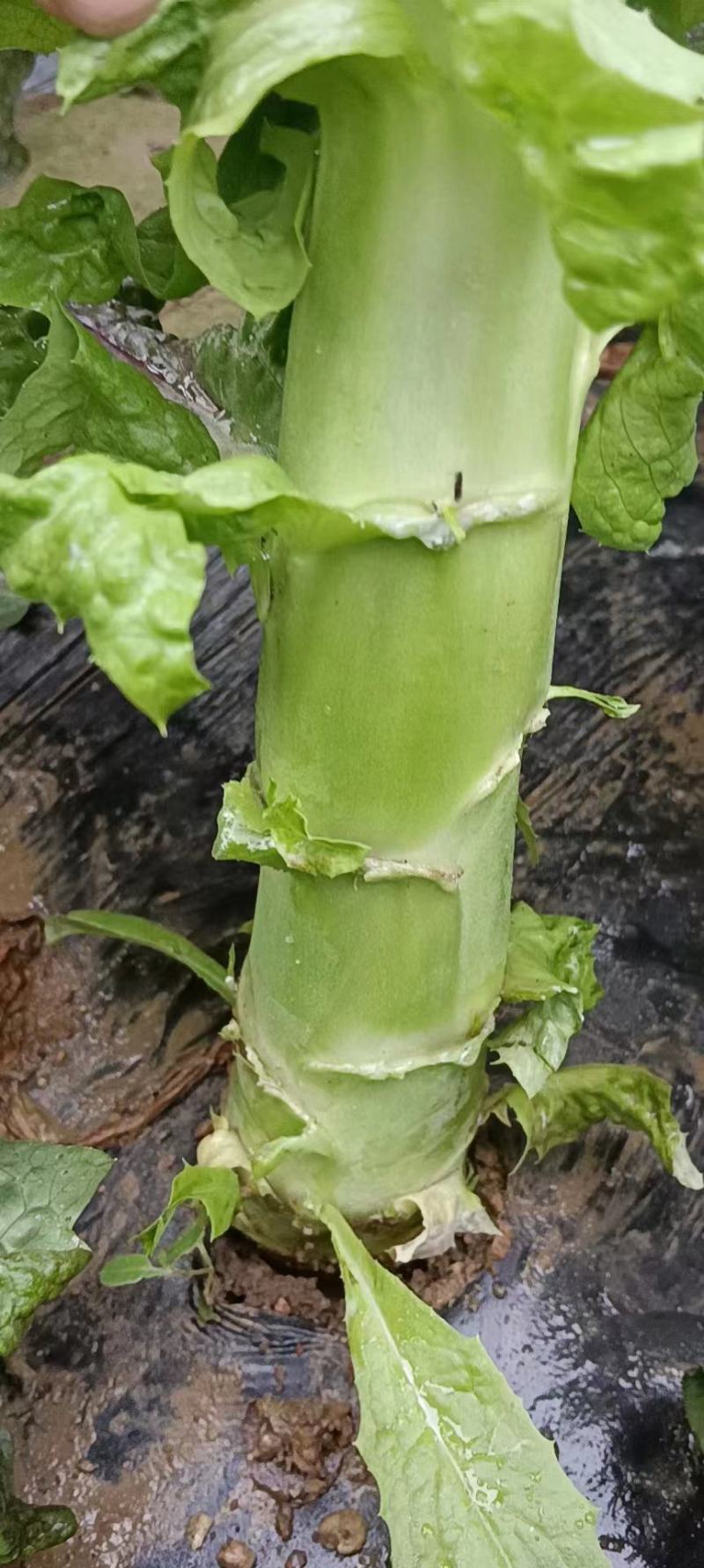 甘肃莴笋青皮莴笋红叶香莴苣定西莴笋现砍现发产地直发应季菜
