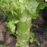 甘肃莴笋青皮莴笋红叶香莴苣定西莴笋现砍现发产地直发应季菜