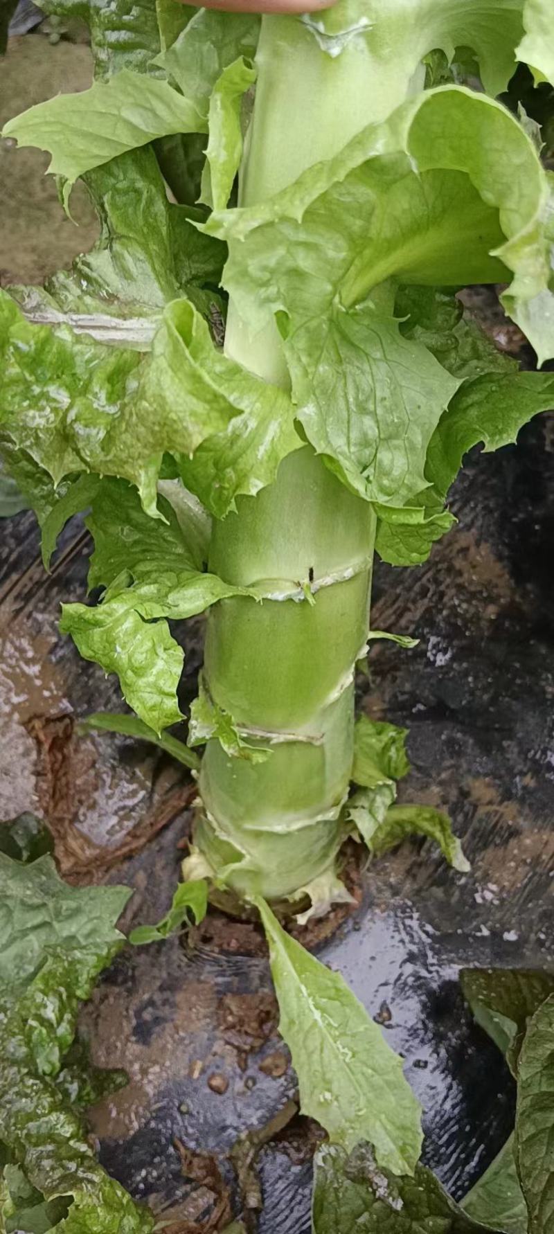 甘肃莴笋青皮莴笋红叶香莴苣定西莴笋现砍现发产地直发应季菜