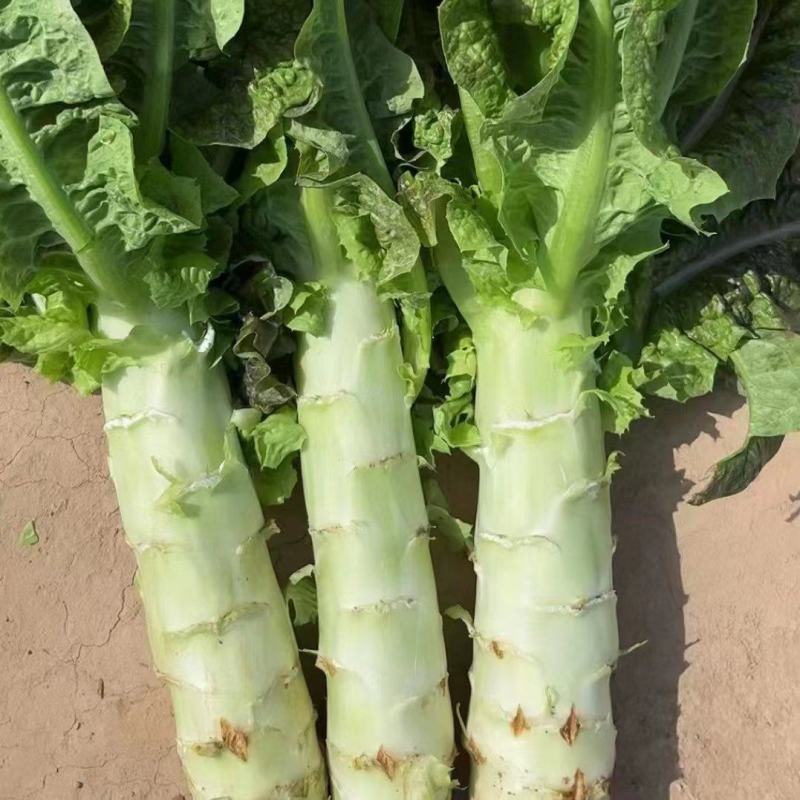 甘肃莴笋青皮莴笋红叶香莴苣定西莴笋现砍现发产地直发应季菜