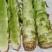 甘肃莴笋青皮莴笋红叶香莴苣定西莴笋现砍现发产地直发应季菜