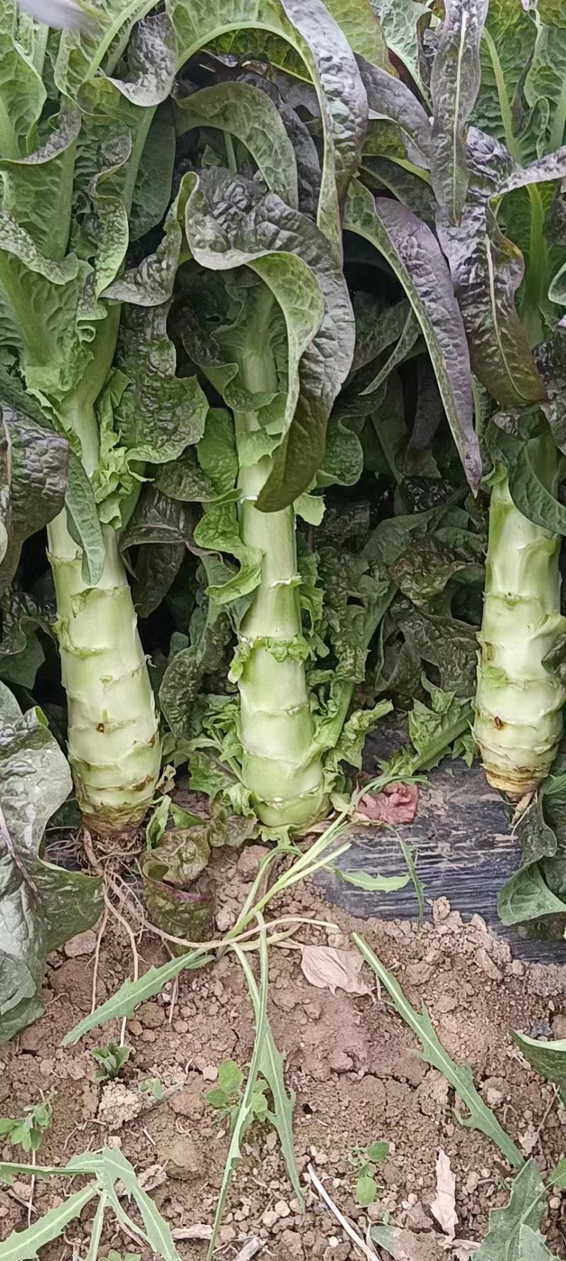 甘肃莴笋青皮莴笋红叶香莴苣定西莴笋现砍现发产地直发应季菜