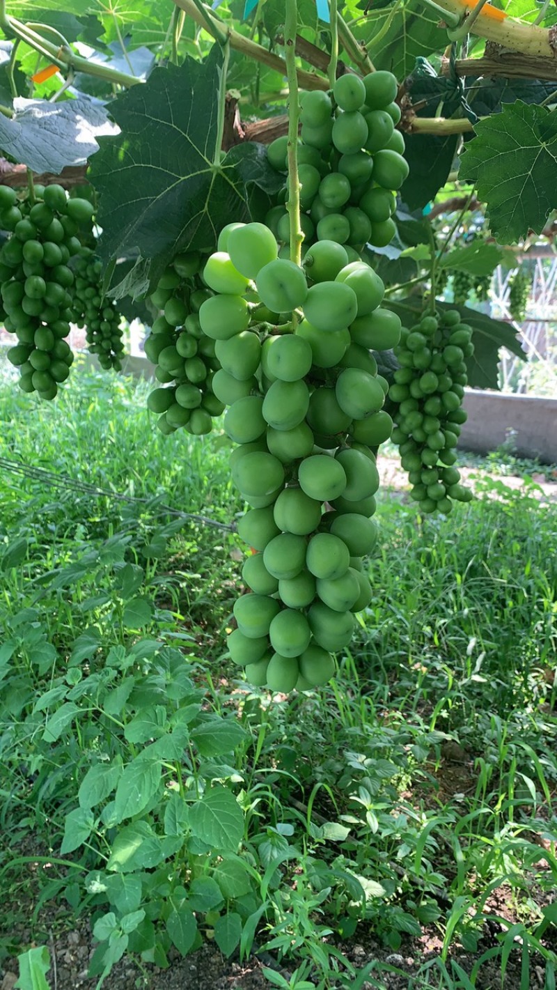 江苏新沂阳光玫瑰葡萄基地，产地直销，口感好颗粒大