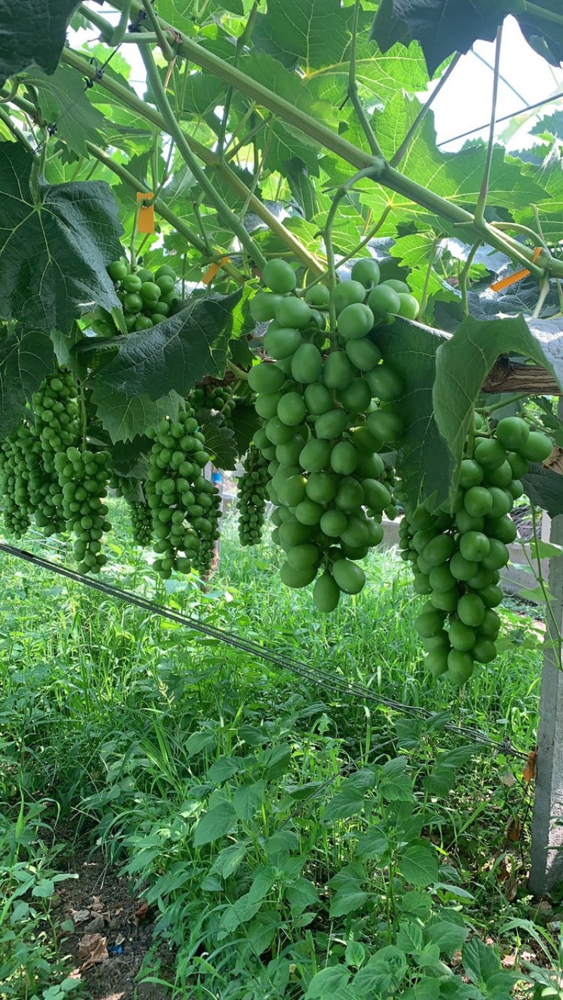江苏新沂阳光玫瑰葡萄基地，产地直销，口感好颗粒大