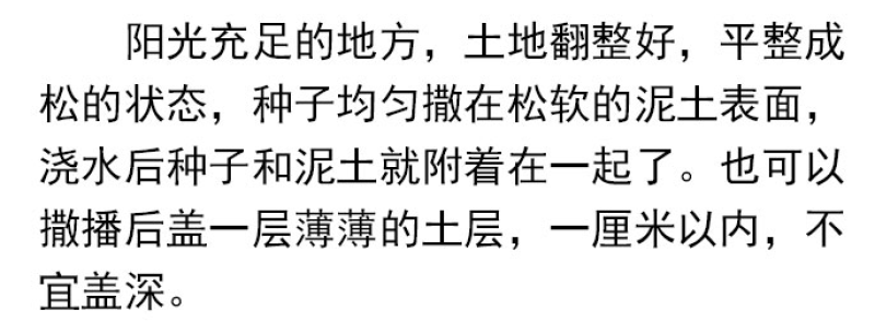 美丽月见草种子多年生四季开花夜来香粉色庭院打造花海