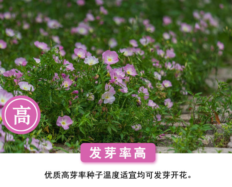 美丽月见草种子多年生四季开花夜来香粉色庭院打造花海