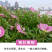 美丽月见草种子多年生四季开花夜来香粉色庭院打造花海