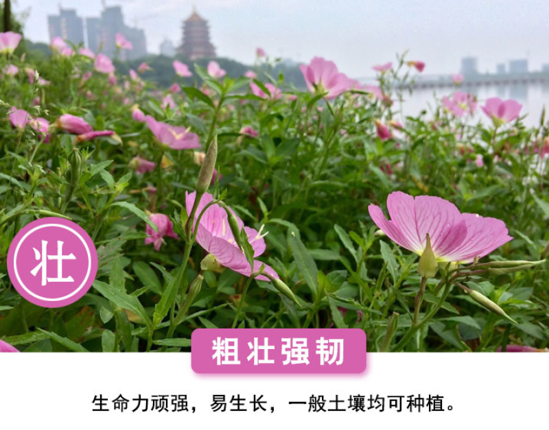 美丽月见草种子多年生四季开花夜来香粉色庭院打造花海
