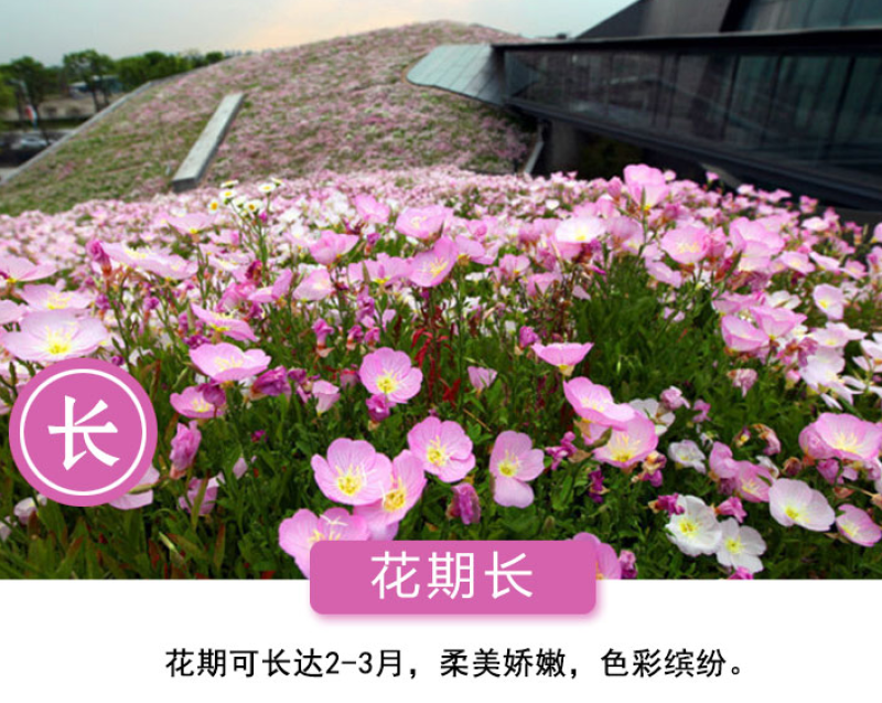 美丽月见草种子多年生四季开花夜来香粉色庭院打造花海