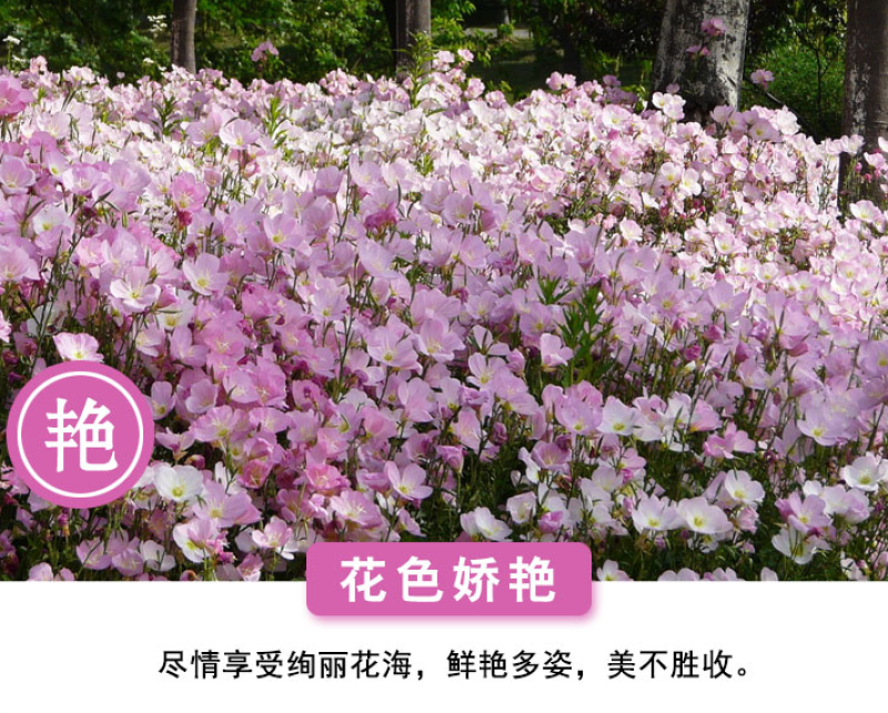 美丽月见草种子多年生四季开花夜来香粉色庭院打造花海