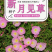 美丽月见草种子多年生四季开花夜来香粉色庭院打造花海