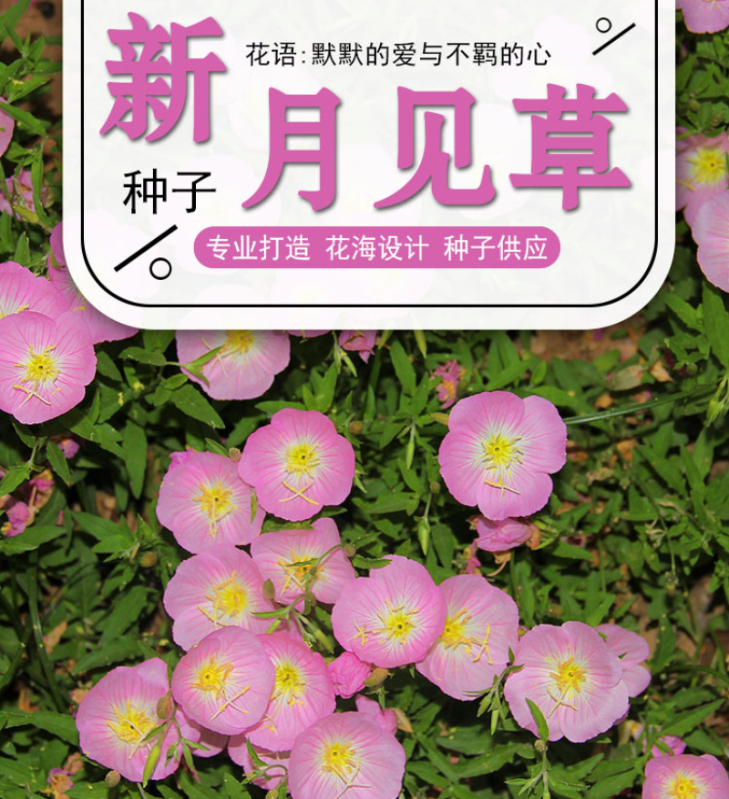 美丽月见草种子多年生四季开花夜来香粉色庭院打造花海