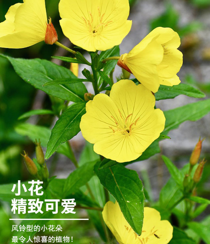 美丽月见草种子多年生四季开花夜来香粉色庭院打造花海