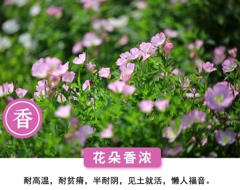 美丽月见草种子多年生四季开花夜来香粉色庭院打造花海