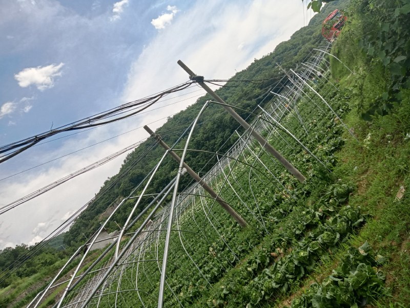 白菜黄心白菜产地一手看货论价保质保量欢迎订
