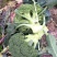 郑研绿禧西兰花种子，1000粒，花球浓绿，花蕾较细