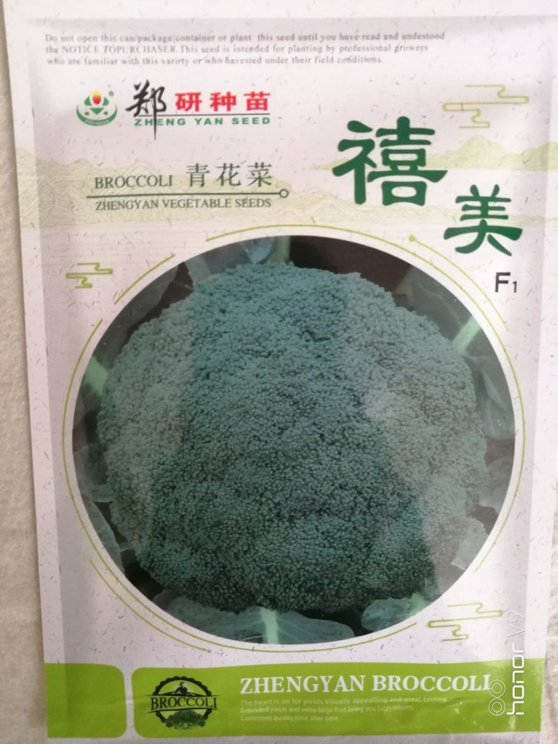 郑研绿禧西兰花种子，1000粒，花球浓绿，花蕾较细