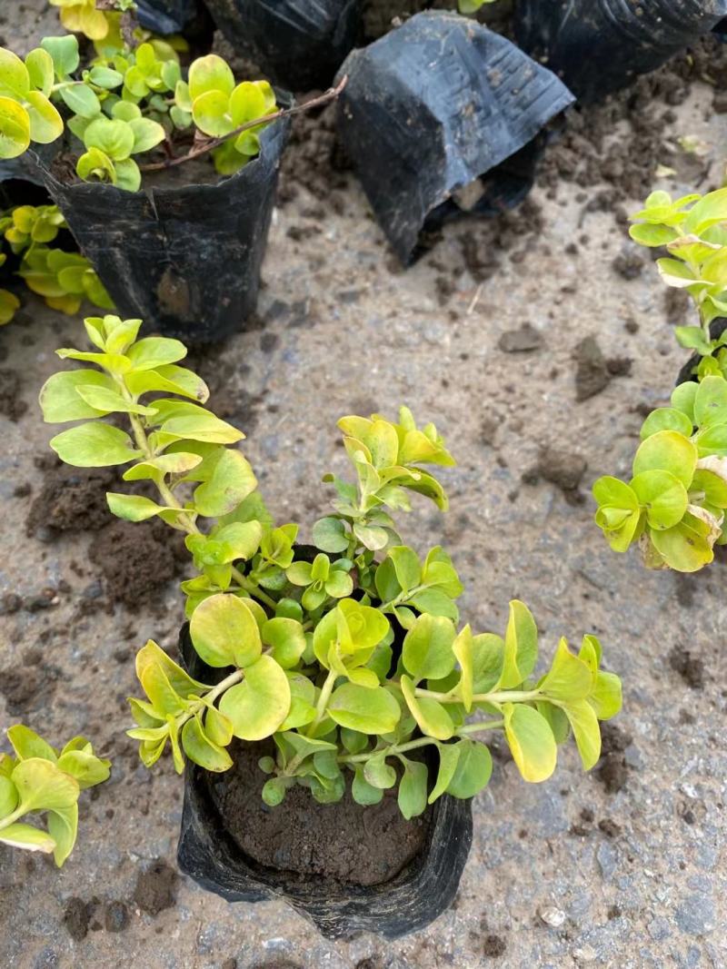 毛地黄，绿化工程，种植基地直供