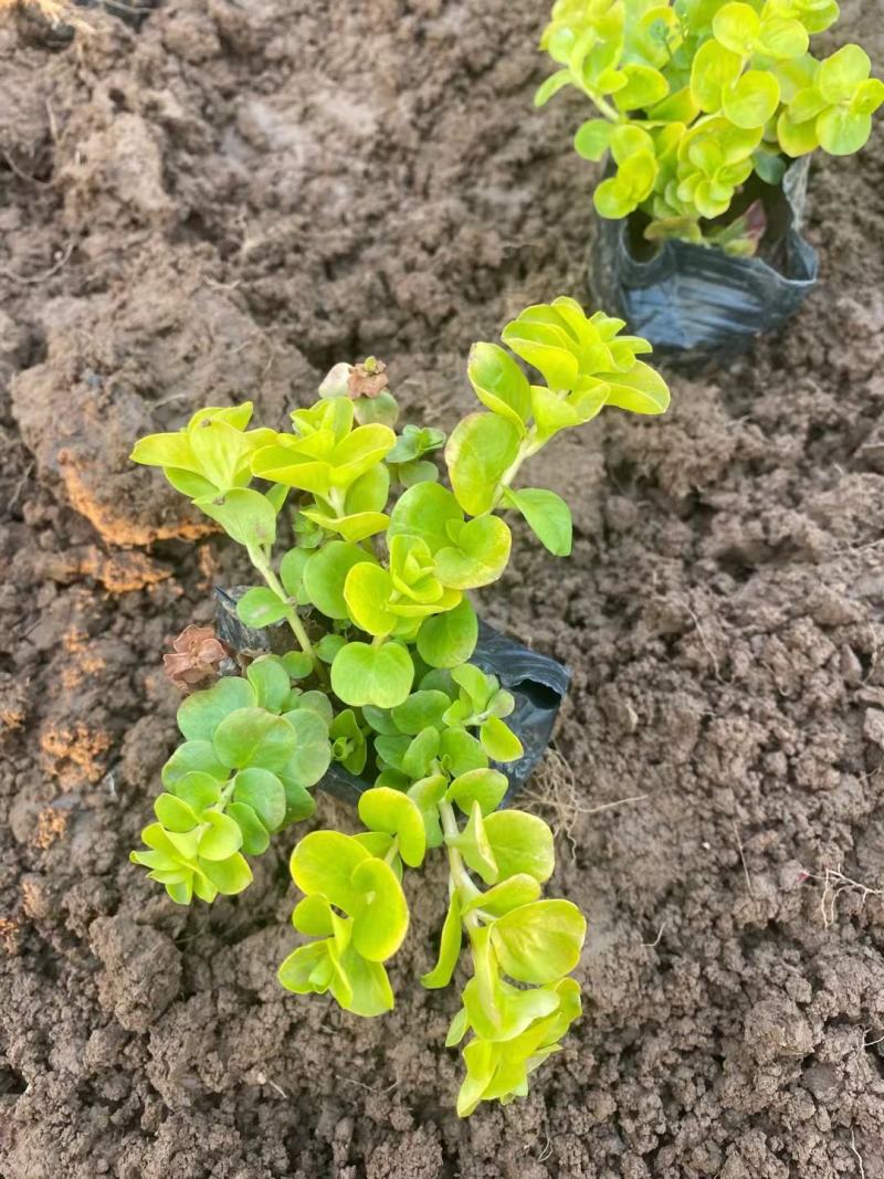 毛地黄，绿化工程，种植基地直供
