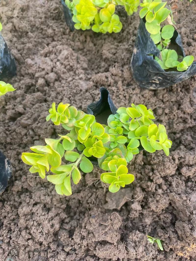毛地黄，绿化工程，种植基地直供