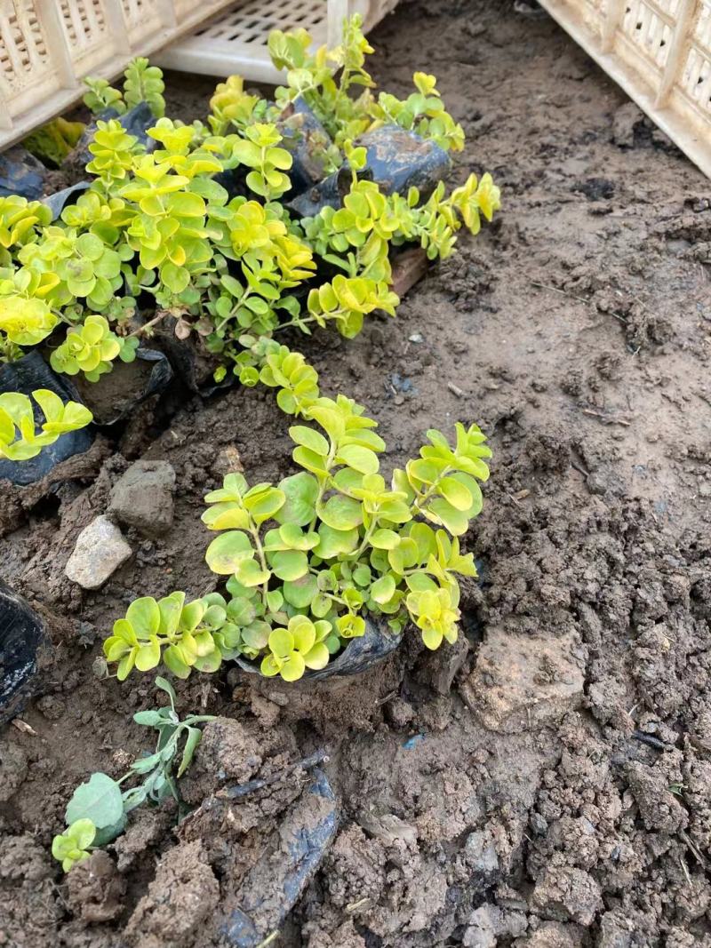 毛地黄，绿化工程，种植基地直供