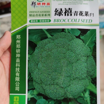 郑研绿禧青花菜西兰花种子早熟60天收获主花球蕾粒均匀
