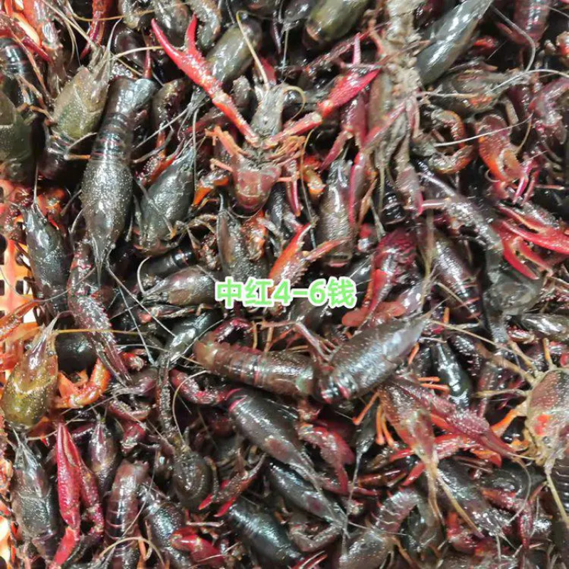 潜江小龙虾大型养殖户虾肉饱满质量好价格包邮不满意全额退款
