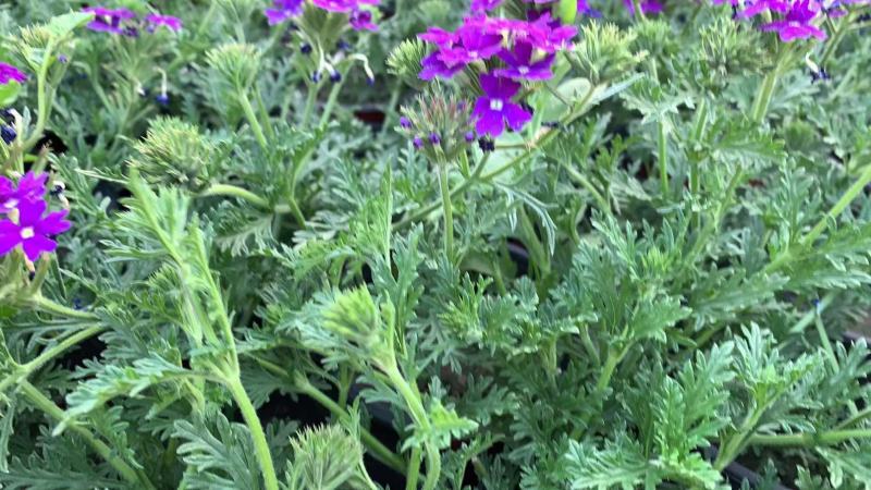 美女樱宿根花卉，颜色鲜艳，种植基地直供