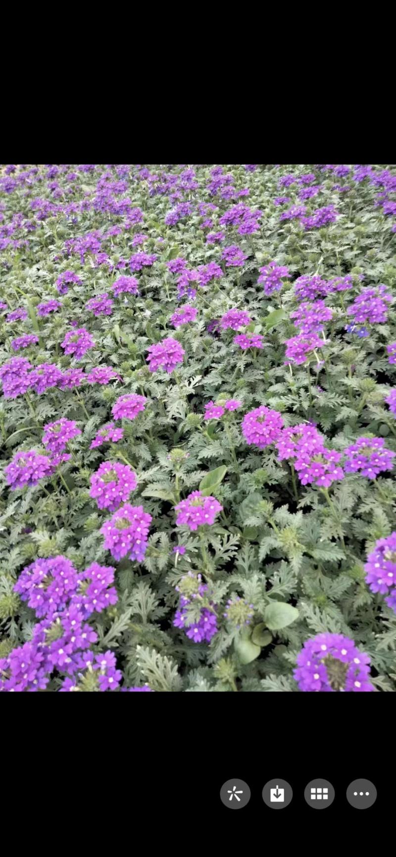 美女樱宿根花卉，颜色鲜艳，种植基地直供