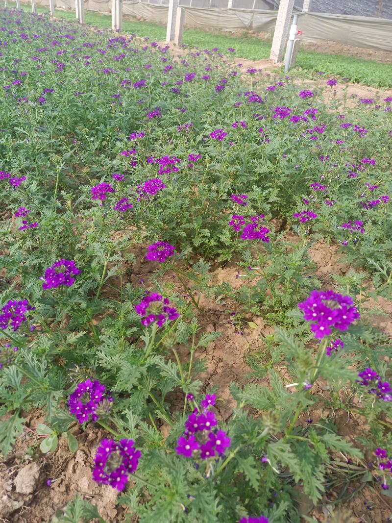 美女樱宿根花卉，颜色鲜艳，种植基地直供
