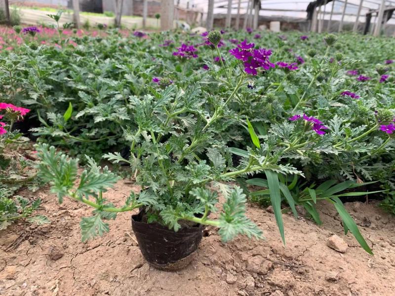 美女樱宿根花卉，颜色鲜艳，种植基地直供