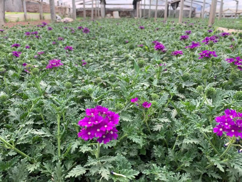 美女樱宿根花卉，颜色鲜艳，种植基地直供