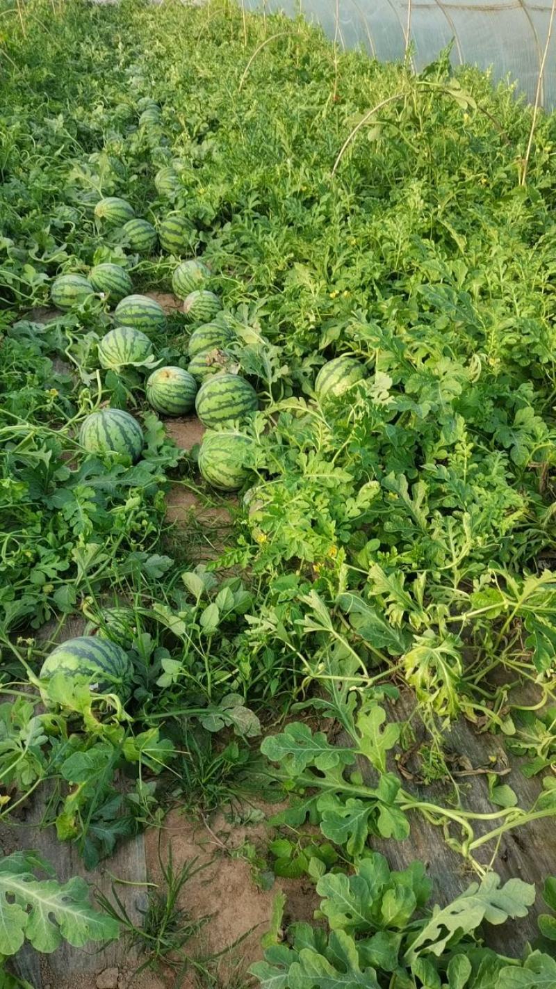原产地头茬原棚精品西瓜7118424美都